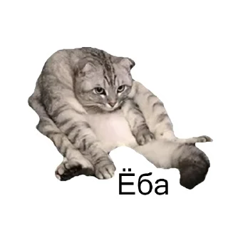 Sticker from Cats&cats&cats&cats