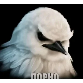 🦜 emoji птички delux edition Telegram sticker 13 of 66