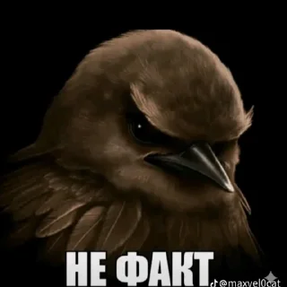 🦜 emoji птички delux edition Telegram sticker 11 of 66