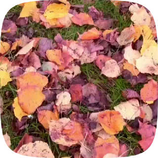 🍁 emoji Autumn @stickersb2b Telegram sticker 7 of 30