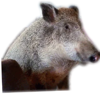🐗 emoji Даня стайл Telegram sticker 21 of 46