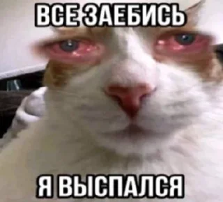 Sticker from Агро котики ;; @krsvk0