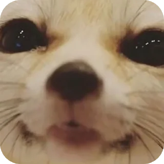 🤲 emoji лютый кинн Telegram sticker 10 of 49