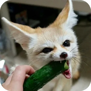 🐱 emoji лютый кинн Telegram sticker 22 of 49