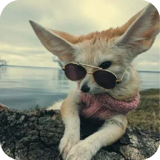 🐱 emoji лютый кинн Telegram sticker 13 of 49