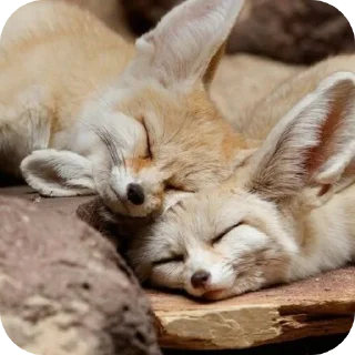 🐱 emoji лютый кинн Telegram sticker 6 of 49