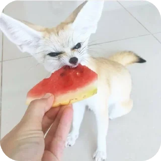 ✋ emoji лютый кинн Telegram sticker 21 of 49