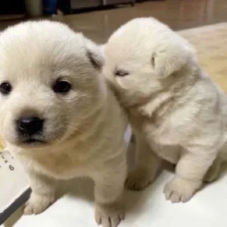 🐶 emoji 💕Стики тут: @sekstick Telegram sticker 21 of 65