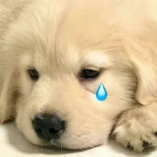 🐶 emoji 💕Стики тут: @sekstick Telegram sticker 19 of 65