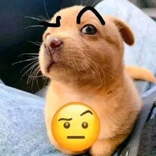 🐶 emoji 💕Стики тут: @sekstick Telegram sticker 6 of 65