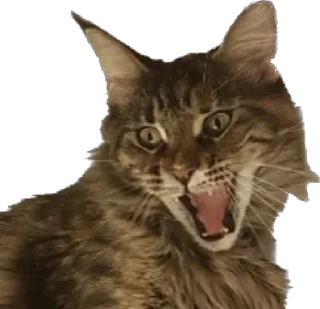 🤣 emoji Daffy Telegram sticker 18 of 31