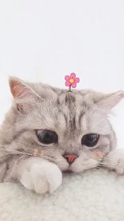 🌟 emoji Fickermoz Telegram sticker 10 of 30