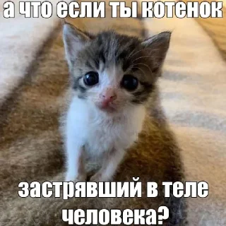 🧐 emoji специально для тебя! Telegram sticker 24 of 25