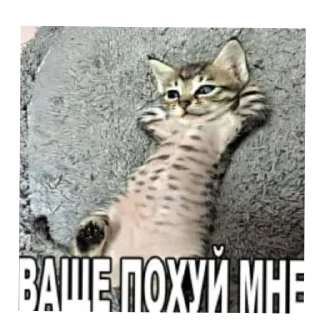 🐱 emoji хцета Telegram sticker 11 of 120