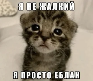🌟 emoji котэк кнопка Telegram sticker 8 of 47