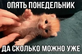 🌟 emoji котэк кнопка Telegram sticker 1 of 47