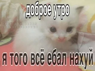 🌟 emoji котэк кнопка Telegram sticker 3 of 47