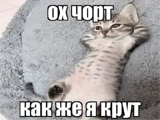 🌟 emoji котэк кнопка Telegram sticker 14 of 47