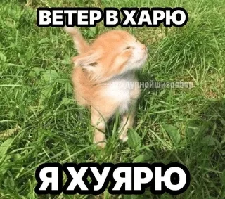 🌟 emoji котэк кнопка Telegram sticker 15 of 47