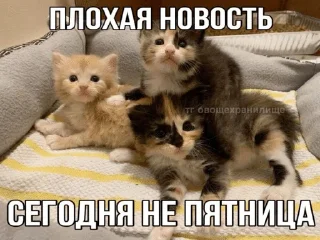 🌟 emoji котэк кнопка Telegram sticker 4 of 47