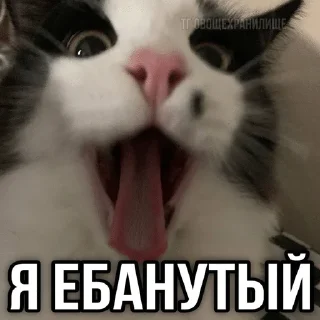 🌟 emoji котэк кнопка Telegram sticker 17 of 47