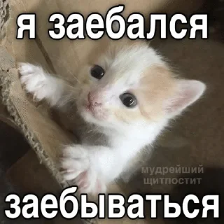 🌟 emoji котэк кнопка Telegram sticker 7 of 47