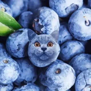 🧁 emoji аккуратно, не съешьте кота Telegram sticker 1 of 120