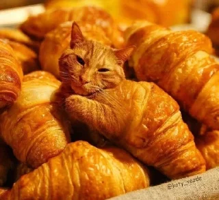 🧁 emoji аккуратно, не съешьте кота Telegram sticker 4 of 120