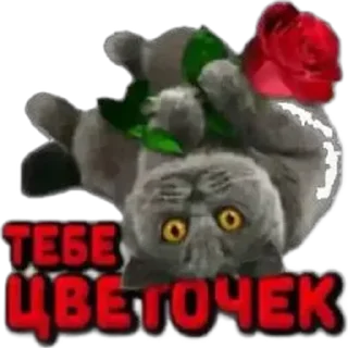 Sticker from Solntsevorot