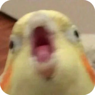 😦 emoji МЭМ (скажи пароль.) Telegram sticker 4 of 120