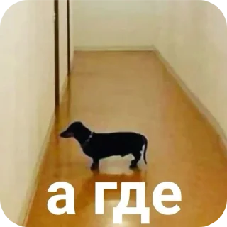 🐶 emoji МЭМ (скажи пароль.) Telegram sticker 23 of 120