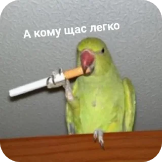 🐦 emoji МЭМ (скажи пароль.) Telegram sticker 13 of 120