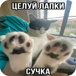 🐱 emoji Издевательство Telegram sticker 11 of 23