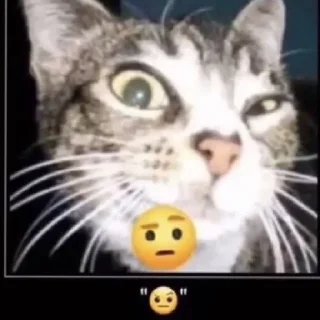 🤨 emoji будка кiтаселёдки Telegram sticker 5 of 51