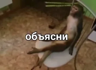 🌟 emoji бибизяны Маги @avarskiy_magash Telegram sticker 13 of 120