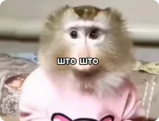 ❓ emoji бибизяны Маги @avarskiy_magash Telegram sticker 2 of 120