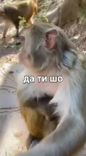Sticker from Манки от Vlaixxm
