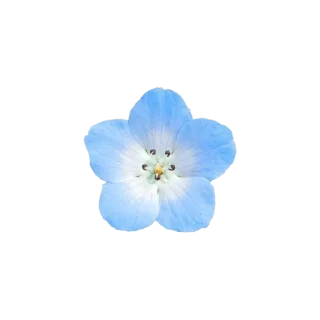 🌺 emoji Blue Telegram sticker 8 of 41