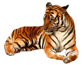🐅 emoji Тигр @stickermodpack Telegram sticker 24 of 24