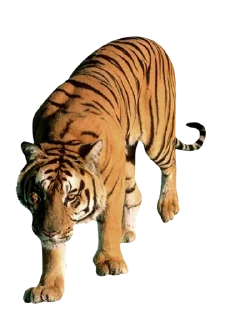 🐅 emoji Тигр @stickermodpack Telegram sticker 4 of 24