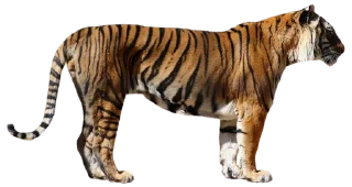 🐅 emoji Тигр @stickermodpack Telegram sticker 16 of 24