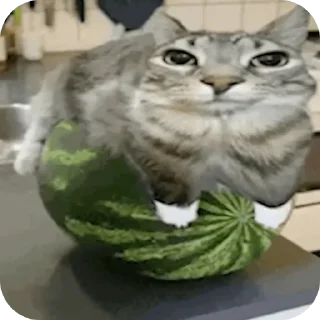 🐱 emoji А я хз чо @z4zuc Telegram sticker 5 of 18
