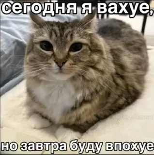 🌟 emoji Куча Лун :: Автор:@Skuerny Telegram sticker 17 of 120