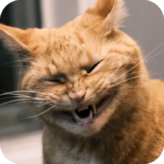 Sticker from Funny animals 🐾
