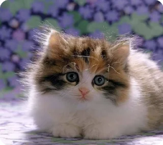 Sticker from Котики 2 (сделано котики)