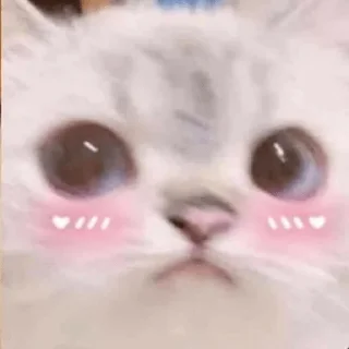 ❔ emoji Котя Telegram sticker 5 of 120