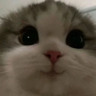 😼 emoji без понятия Telegram sticker 24 of 33