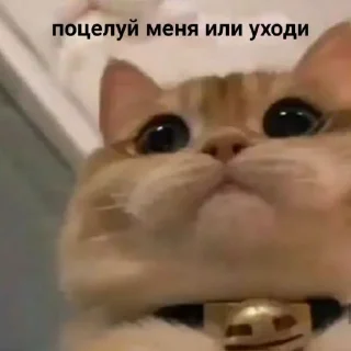 🥰 emoji без понятия Telegram sticker 19 of 33