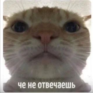 😠 emoji без понятия Telegram sticker 18 of 33