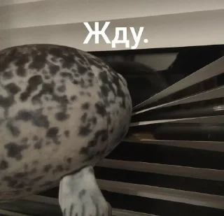 Sticker from Тюлень Виталий 🤨 @R0nd1xYT